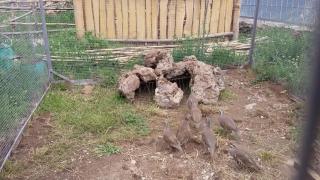 Dzorak - Halidzor - 1