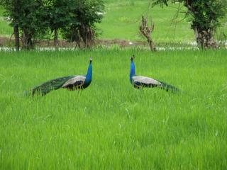 Lavish Eco Jungle - Tissamaharama - 3