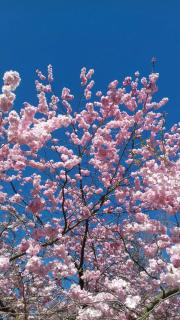 Das Rosenhaus - Utersum - 5