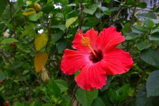 Merrils Beach Resort II - Negril - 4