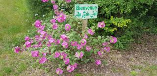 Gîte Ti-Case - Bussac-Forêt - 5