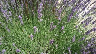 Apartman Milada Vrvilo - Matulji - 6