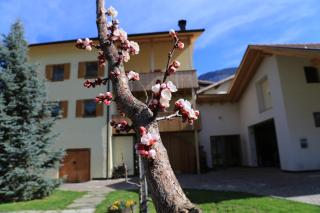 Ferienhof Weingenuss - Cortina Sulla Strada Del Vino - 8