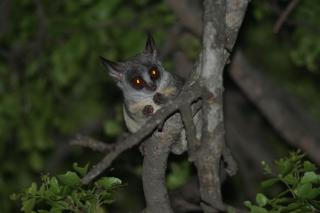 Bushbaby River Lodge - Hoedspruit - 1