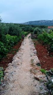 Guest House Roza - Vrboska (Verbosca) - 5