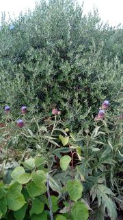 Guest House Roza - Vrboska (Verbosca) - 7