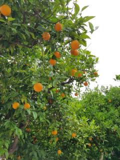 Το Είδωλον - Antiga Epidauro - 1