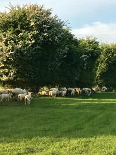 The Burrow - Wellesbourne - 3