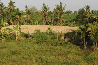 Ancut Sari - Ubud - 7