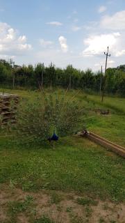 Ranczo u Nikodema - 7