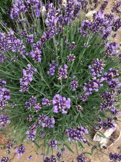 White Crow House - 8