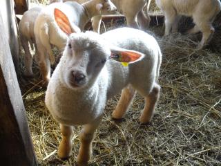 Ferme Des Pirodelles - 3