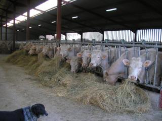 Ferme Des Pirodelles - 2