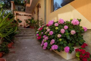 Hotel Orchidea - Sosopol - 1