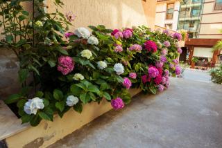 Hotel Orchidea - Sosopol - 2