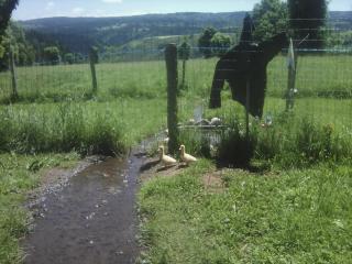 Gite familial à proximité d'une mini ferme - 3