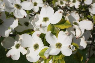 Dogwood Bed & Breakfast - Summerland - 8