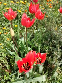 Agriturismo Vallonga - 4