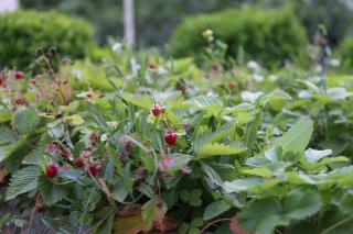 Vila Venera - Velingrad - 4