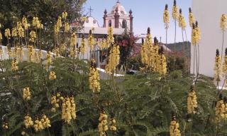 Quintal do Castelo - 3