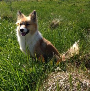 Midholl guesthouse - 5