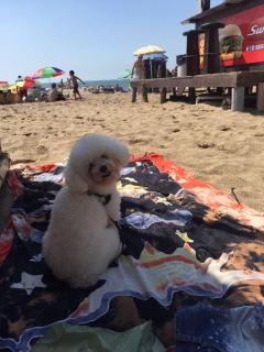 Ruffus's Apple Mardel - Mar del Plata - 1