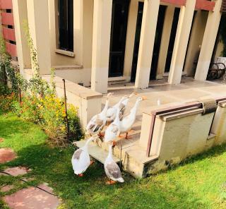 Beautiful Apartments at Tarudhan Valley Golf Resort, Manesar - Gurgaon - 2