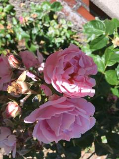 Rosengave - Alsted - 5