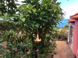 Little Norway in Madeira - Arco da Calheta - 6