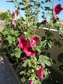 B&B La Chiocciola - Castelluzzo - 6