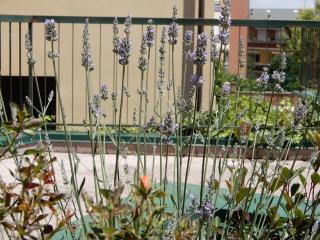 casa vacanze lucianoandson - Campobasso - 2
