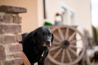 Urlaub für Mensch und Tier - Appartements Pirkhof - 3