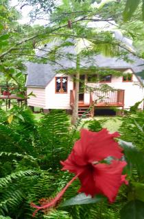 Cape Tribulation Holiday House - Cape Tribulation - 6