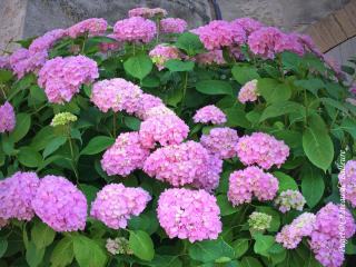 Chateau de Balleure - 1