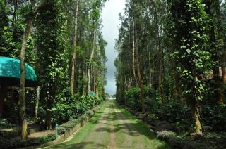 Coffee Grove Resort - Chikmagalūr - 6