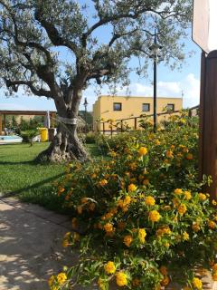 Agriturismo l'Olivo - Calatafimi - 6