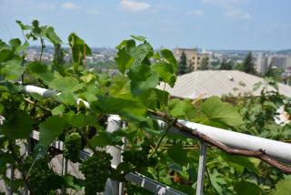 Friends House - Kutaisi - 8