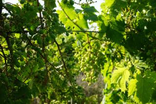 Quinta das Camélias - Tremês - 4