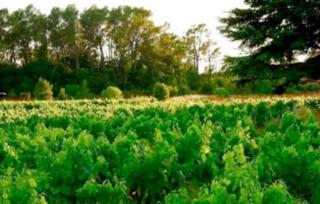 Les Vignes de Terrisse - Entrecasteaux - 4