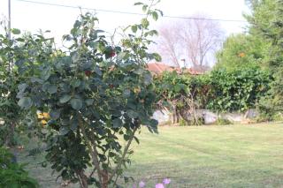 Village Guesthouse - 2