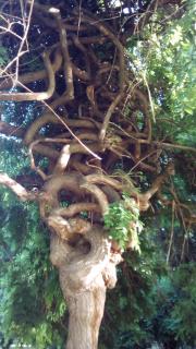 Panorama 5 - Soko Banja - 2