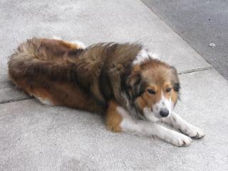 Farmstead Lodge B&B - 2