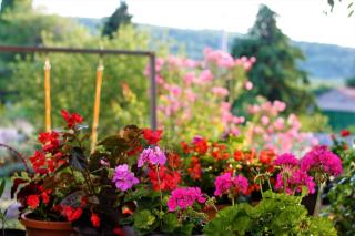 Holiday Home Rokoko - 6