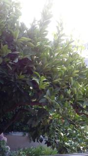 Guest House Roza - Vrboska - 4