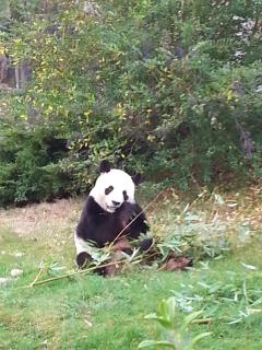 La Colardine - Châtillon-sur-Cher - 9