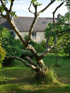 Chambres d'hôtes Kerioret Izella - 3