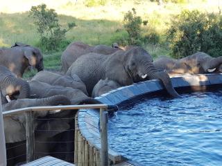 Nambiti Plains Lodge - Nambiti Game Reserve - 0