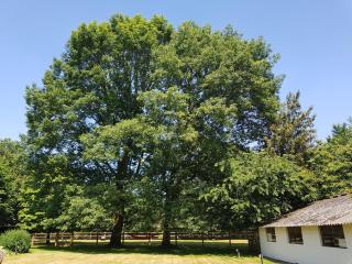The Two Oaks - Hertsberge - 8