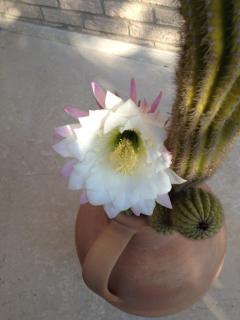 Appartamento Via Adriatica Nord - 8