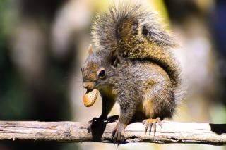 Pousada Ana Terra - 5